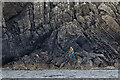 NT9564 : A sea angler at Agate Point, Eyemouth by Walter Baxter