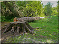 NY3406 : Tree stump and trunk, Rydal by Humphrey Bolton