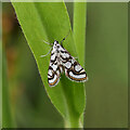 NT5029 : A Brown China-mark moth (Elophila nymphaeata) by Walter Baxter