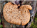 SE0188 : Fungus on  a tree at Aysgarth by David Dixon