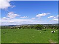 NZ0648 : Grazing field on Healeyfield Lane by Robert Graham