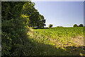 SJ3606 : Hedgerow and arable field by P Gaskell