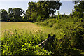 SJ2711 : Hedgerow and field by P Gaskell