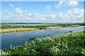 TL4987 : Looking across the New Bedford River near Pymoor by Jeff Buck