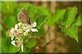 NH6350 : Ringlet Butterfly on brambles, Allanglachwood, Black Isle by Julian Paren