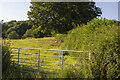 SJ2416 : Hedgerow and field by P Gaskell