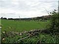 NZ1348 : Grazing cattle beside Humberhill Lane by Robert Graham