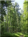 NZ1850 : Conifers in Langleymoor Plantation by Robert Graham