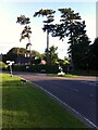 SP3087 : Three pine trees, Astley Lodge Farm, Breach Oak Lane, Astley by A J Paxton