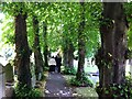 TF1802 : Walking down the avenue, All Saints Church, Paston by A J Paxton