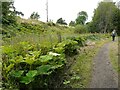 NS5573 : Butterbur beside the path by Richard Sutcliffe