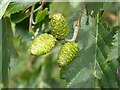 SO8043 : Female alder catkins by Philip Halling