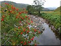 NG9437 : Rowan berries by the River Attadale by Jim Barton