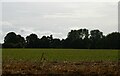 TM2646 : Field south of Newbourn Road by Christopher Hilton