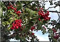 NS5574 : Rowan berries by Richard Sutcliffe