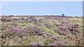 NT1056 : Balloon litter, Pentland Hills by Richard Webb