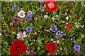 TL8161 : Wild flowers in the walled garden, Ickworth by Christopher Hilton