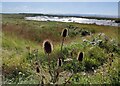 ST3047 : Teasel along the England Coast Path by Mat Fascione