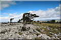 SD4487 : Flag Yews on Whitbarrow Scar by Andy Waddington