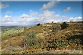 SD4389 : Diverse flora in Whitbarrow Nature Reserve by Andy Waddington