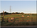 TQ5969 : Sheep grazing at sunset, near Longfield by Malc McDonald