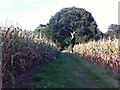 SP3069 : Path through the maize to Wootton Spinnies by A J Paxton