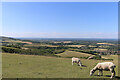 TQ5702 : Dew pond seen from Coombe Hill, East Sussex by Adrian Diack