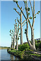 SJ9422 : Hard-pruned poplar trees near Stafford by Roger  D Kidd