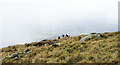 NX4966 : Wild goats and boulders on hill slope by Trevor Littlewood