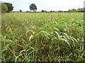 SO8136 : Maize crop on Longdon Marsh by Philip Halling