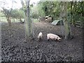 TQ3878 : Piglets at Mudchute Farm by Marathon