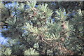 TF0820 : Pinus nigra, foliage by Bob Harvey