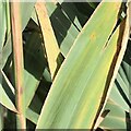 TQ2015 : Grass leaves and stems near Little Barn by Ian Hawfinch