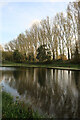 TL6299 : Poplars by the Cut-off Channel by Hugh Venables