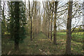 TL6199 : Poplars by the Cut-off Channel by Hugh Venables