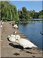 ST1879 : Cardiff - Roath Park Lake - Swans by Colin Smith