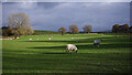 SD4996 : Grazing sheep, Bowston by Ian Taylor