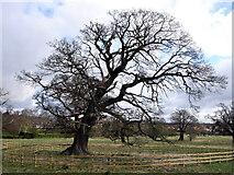 SE3458 : Tree, Jacob Smith Park, Scriven by habiloid