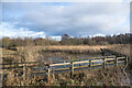 NZ1631 : Boardwalk in reedbed at Low Barns Nature Reserve by Trevor Littlewood