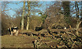 SX8574 : Cattle and fallen tree by the Teign by Derek Harper