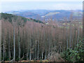 NT2437 : Larch in Cademuir Forest by Jim Barton