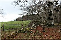  : Forest edge north of Aboyne by Alan Reid