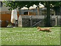 ST5445 : St Andrew's Cathedral, Wells - cat in the clover by Stephen Craven