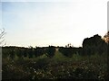 SJ5870 : Tree nursery at Delamere by Stephen Craven