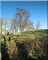 NY8111 : Birch trees above Redgate Lane by Andy Waddington