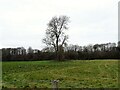 NZ0850 : Lone tree in riverside field by Robert Graham