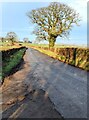 SO4516 : Leafless trees in winter, Llangattock-Vibon-Avel by Jaggery