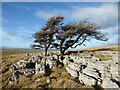 NY6409 : Wind blown hawthorns by Adrian Taylor