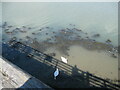 SH6214 : Swans on the River Mawddach - Barmouth, Gwynedd by Martin Richard Phelan