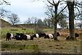 NT5332 : Belted Galloway cattle, Bowdenmoor by Jim Barton